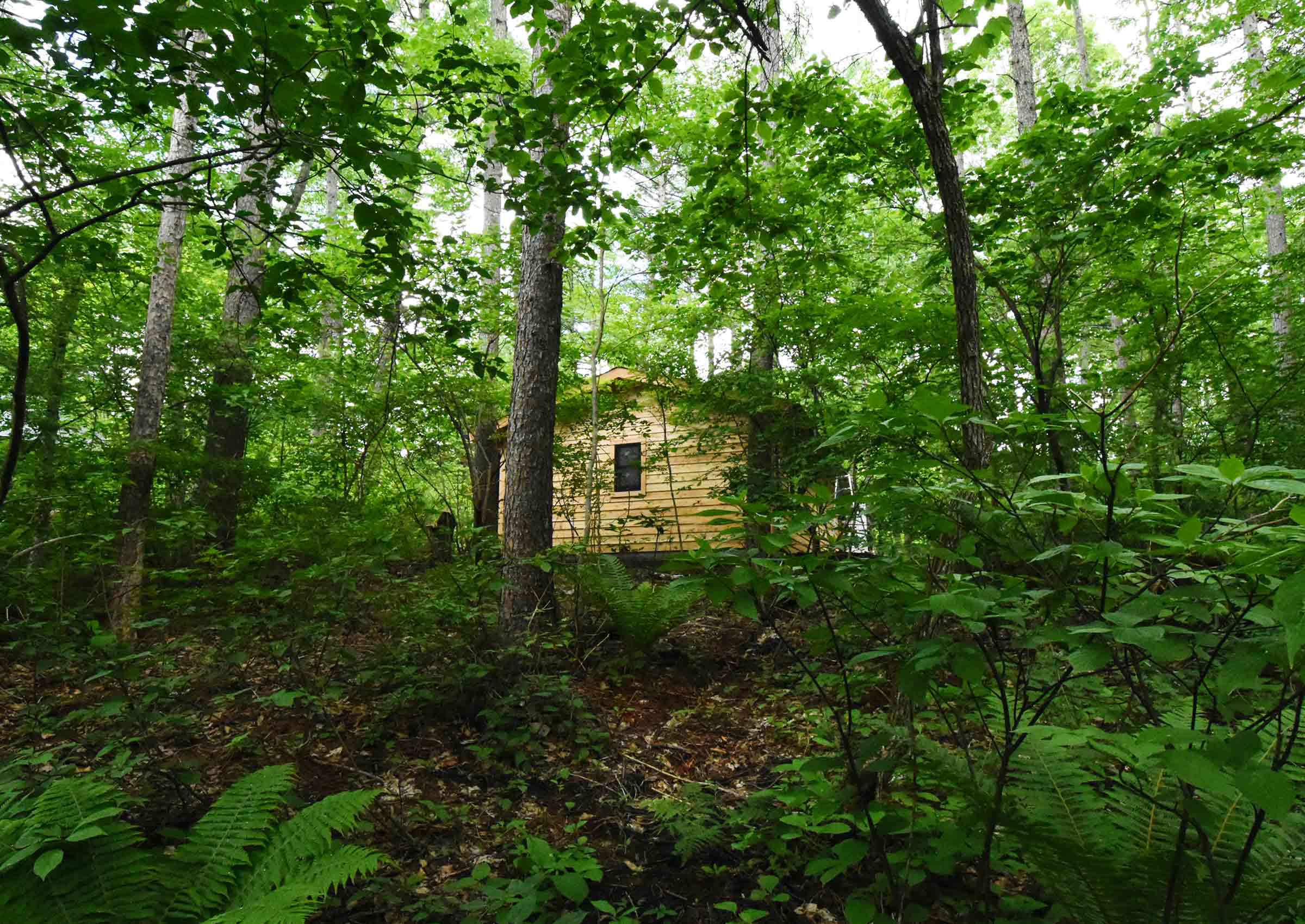 森に佇む小屋