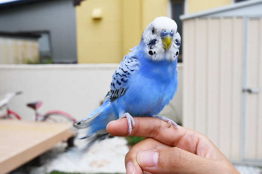 ペット